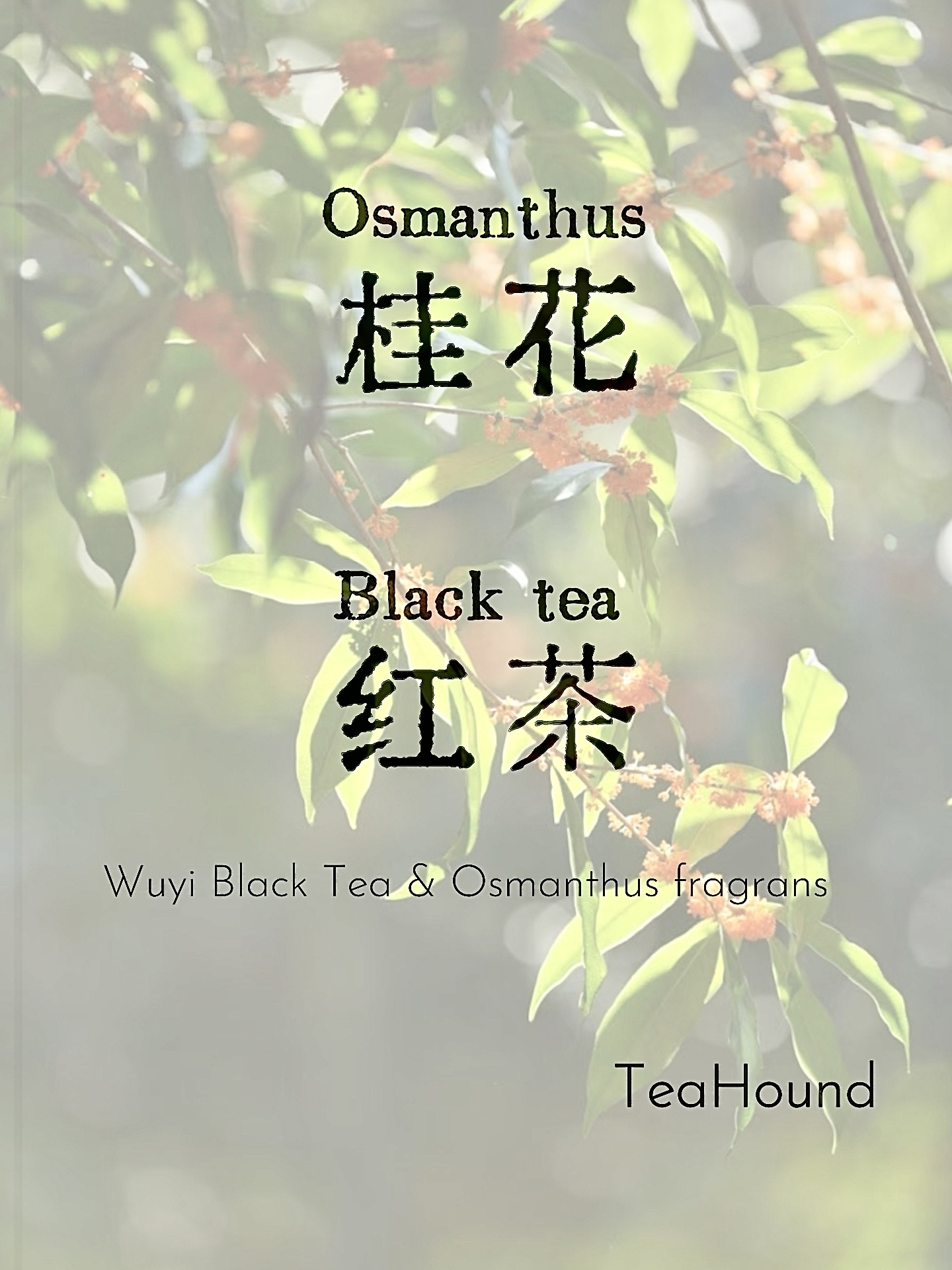 Osmanthus Wuyi Black Tea